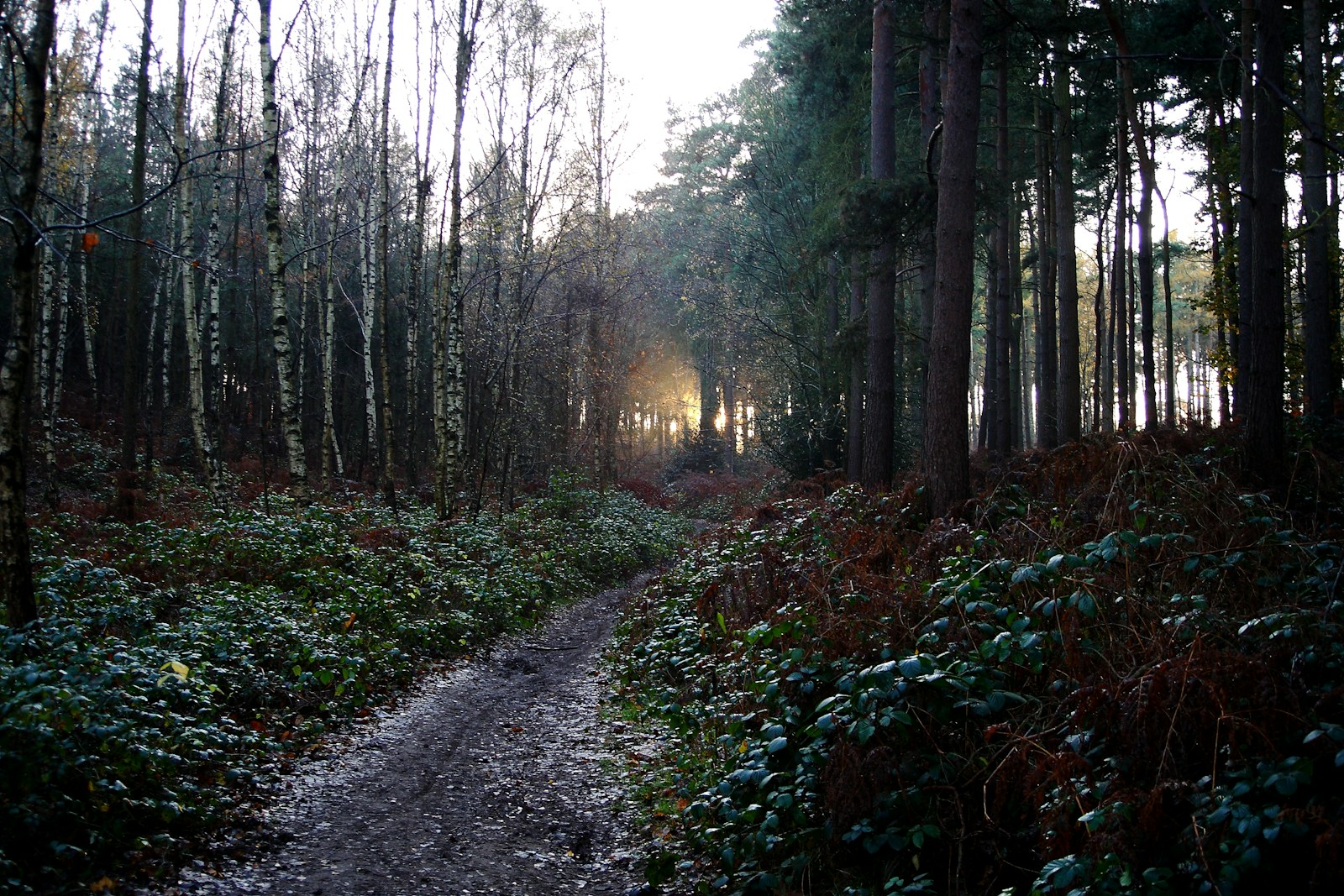 The Mysterious Disappearance of Britains Roman Population